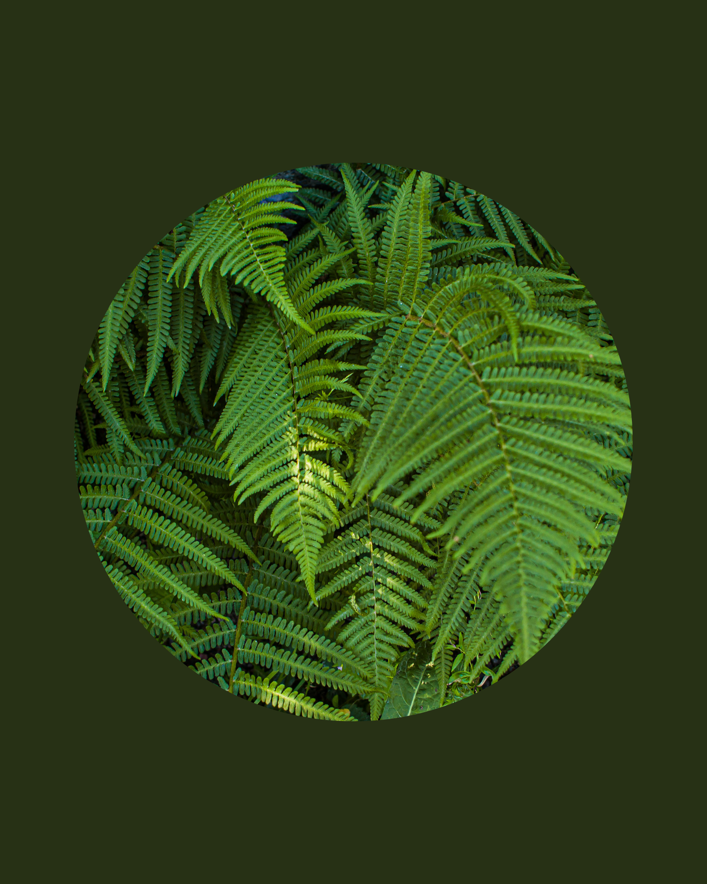 Soultime All-in-One Cleaner - Fern Infusion - 5 Litre